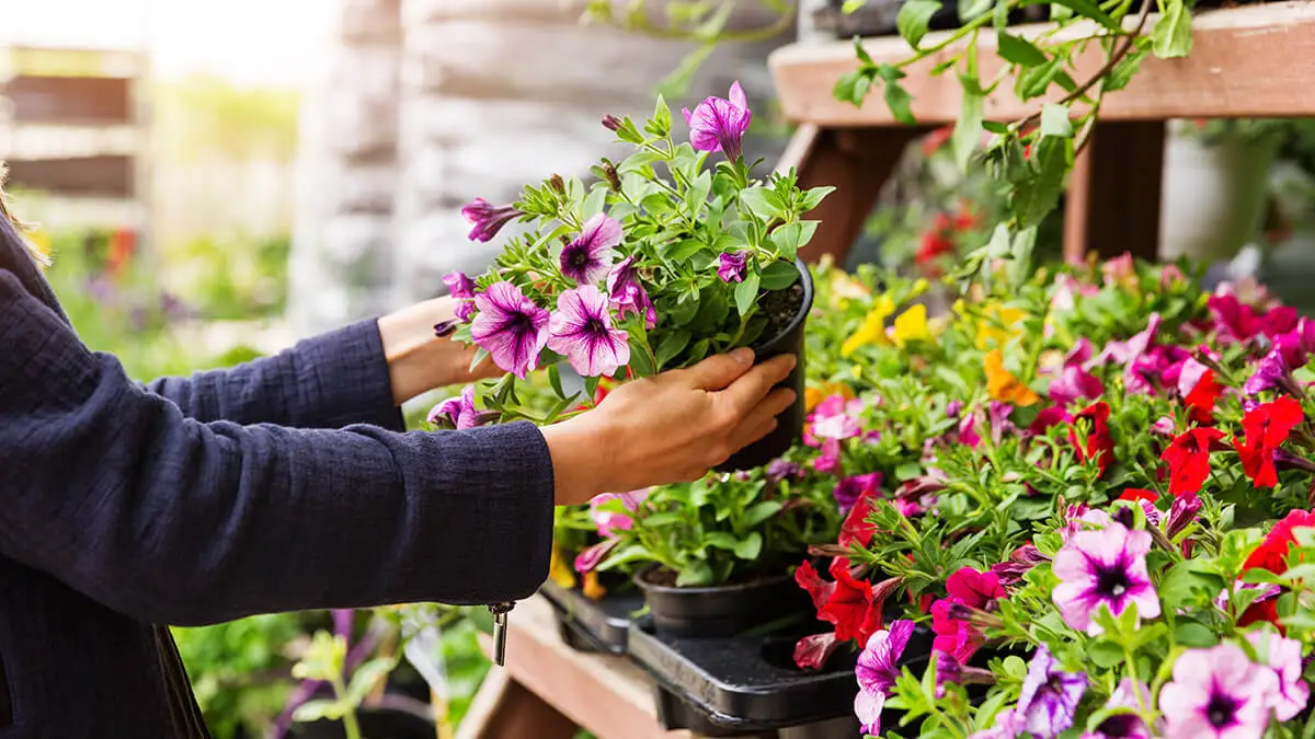 Seasonal business owner arranging flowers